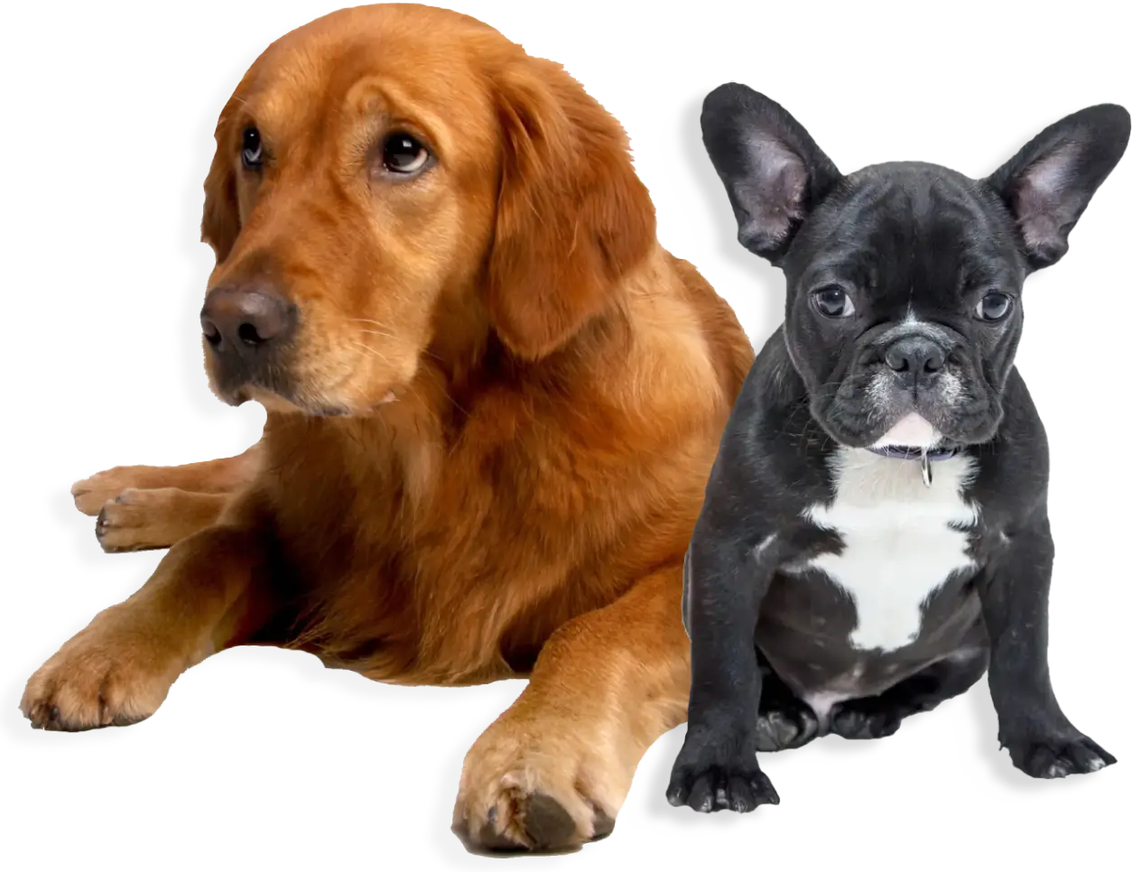 dle-dog-care-home-page-01